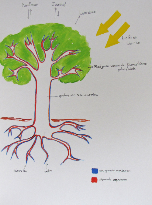 Ongekend Hoe leeft een loofboom. | Antoinette Duijsters XN-16